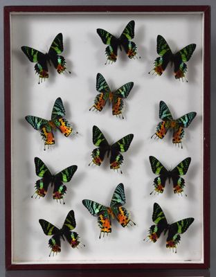 les papillons sont exposés dans un cadre vitré posé sur une surface blanche