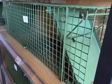 many cages with animals inside of them on a shelf