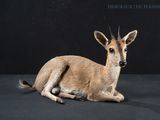 a deer that is laying down on a black background