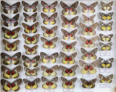 de nombreux types de papillons différents présentés dans une vitrine