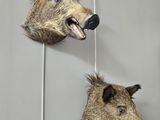 two heads of wild boars mounted on a wall in a room