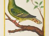 painting of a green bird perched on a branch of a tree