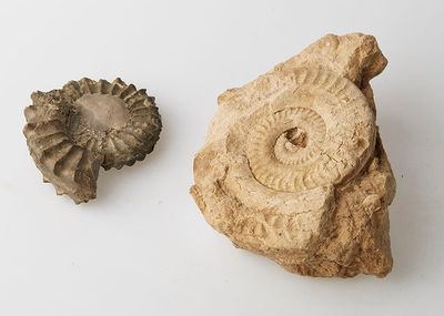 an image of two fossil specimens on a white surface