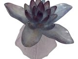 a purple flower that is sitting on top of a rock