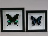 two framed butterflies in a shadow box on a white background