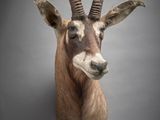 une tête d'antilope accrochée au mur d'une pièce sombre