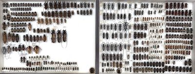 many different kinds of insects on display in a glass case