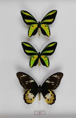 trois papillons encadrés aux ailes jaunes et noires, exposés dans une vitrine