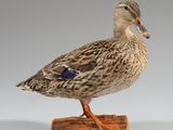 un canard debout sur un morceau de bois
