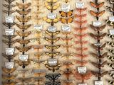 many different types of moths on display in a display case