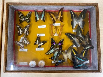 many butterflies that are in a shadow box