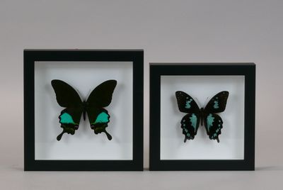 two framed butterflies with green and black wings in a black frame