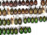 a lot of beetles that are hanging on the wall