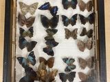 a lot of butterflies in a shadow box on a table