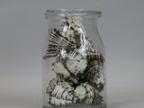 a glass jar with shells in it on a table