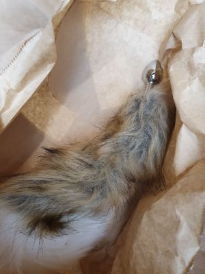 a small rodent that is laying in a paper bag