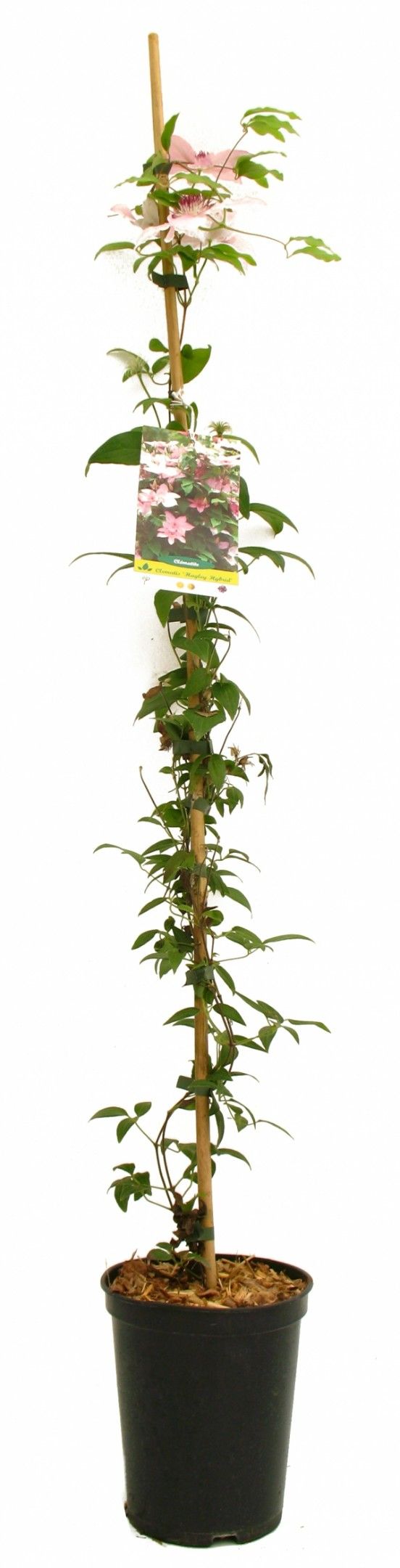 Destockage & Invendus