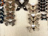 many different types of butterflies displayed on the wall