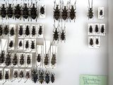 a lot of bugs that are hanging on the wall