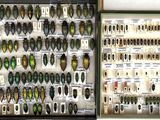 many different kinds of insects displayed in a display case