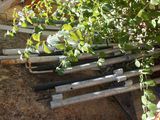 a bunch of pipes that have been placed in the ground