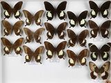 de nombreux papillons exposés dans une vitrine