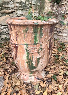 une plante qui pousse dans un pot posé à même le sol