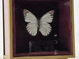 a white butterfly in a gold frame on a white surface
