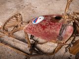 an old fashioned bicycle with a red tank on the back