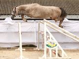 a horse that is jumping over an obstacle