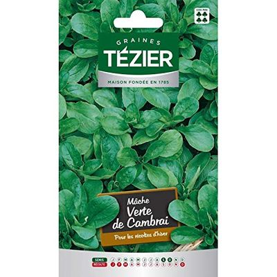 GRAINES TÉZIER - Semences Mâche Verte de Cambrai - Récolte d…