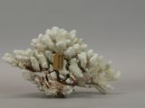 a small white coral with a gold tag on it