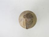 an overhead view of a wooden object on a white surface