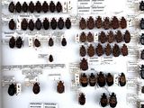 a lot of bugs that are on display on the wall
