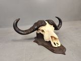 an animal skull with long horns on a wooden base