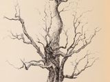 dessin représentant un arbre nu dans un champ, sur lequel est perché un oiseau