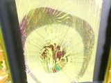 la photo d'une photo représentant une fleur dans un cadre