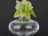 a glass vase with a flower in it on a black background