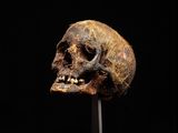 a close up of a skull on a stand against a black background