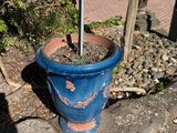 a blue potted plant with a small tree in it