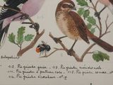 two birds sitting on the branches of a tree