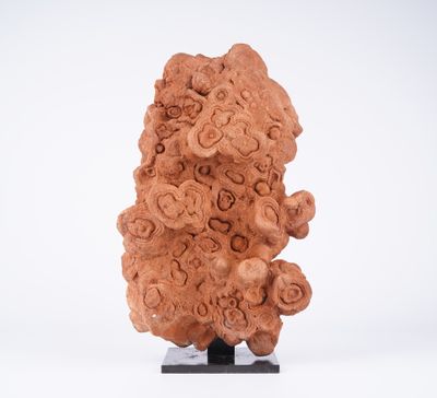 Curiosa / Histoire naturelle Fossile stromatolite, Afrique d…