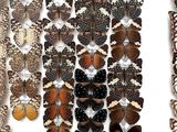 many different types of butterflies displayed in a white box