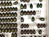 a lot of beetles that are on display in a box