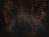 two seahorses that are drawn on a black surface