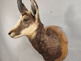 une antilope empaillée accrochée au mur d'une pièce