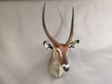 an antelope head mounted on a wall in a room