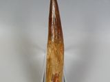 an image of a large fossil tooth on a clear stand