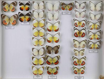 de nombreux types de papillons différents présentés dans une vitrine
