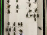 a lot of bugs that are in a display case